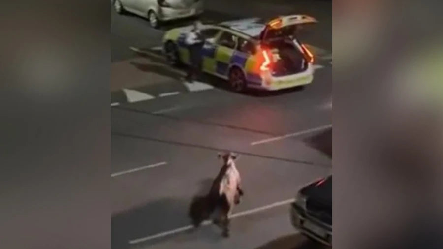 UK Cop Who Ran Over Calf  Taken Off Duty
